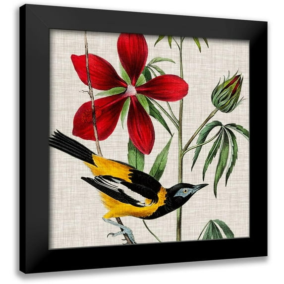 Audubon, John James 12x12 Black Modern Framed Museum Art Print Titled - Avian Crop I