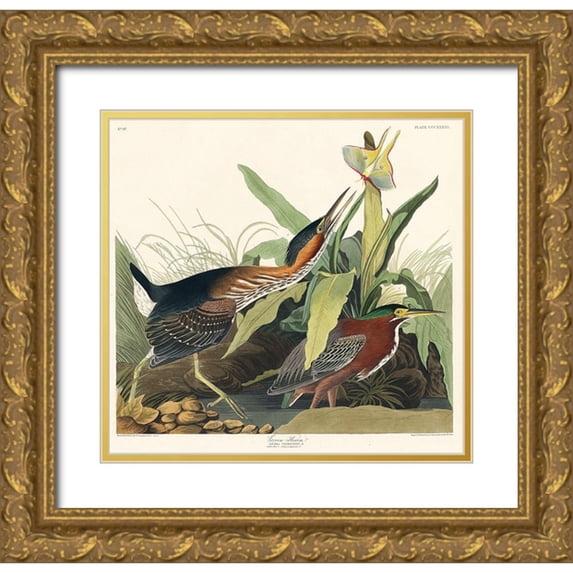 Audubon, John James 12x12 Gold Ornate Wood Framed with Double Matting Museum Art Print Titled - Green Heron