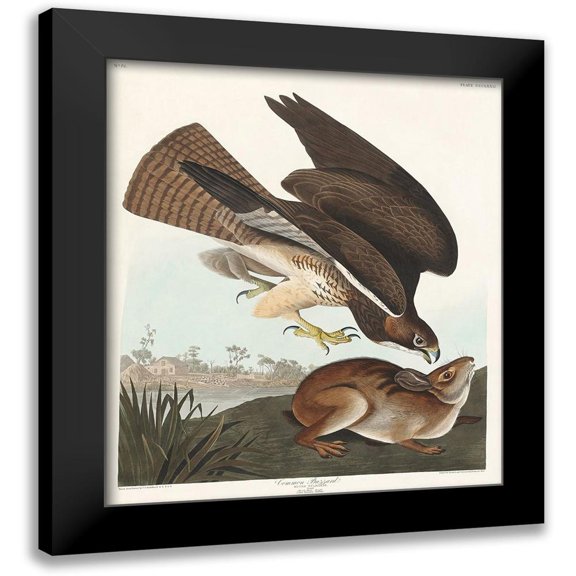 Audubon, John James 12x13 Black Modern Framed Museum Art Print Titled - Common BuzzardÂ&nbsp;