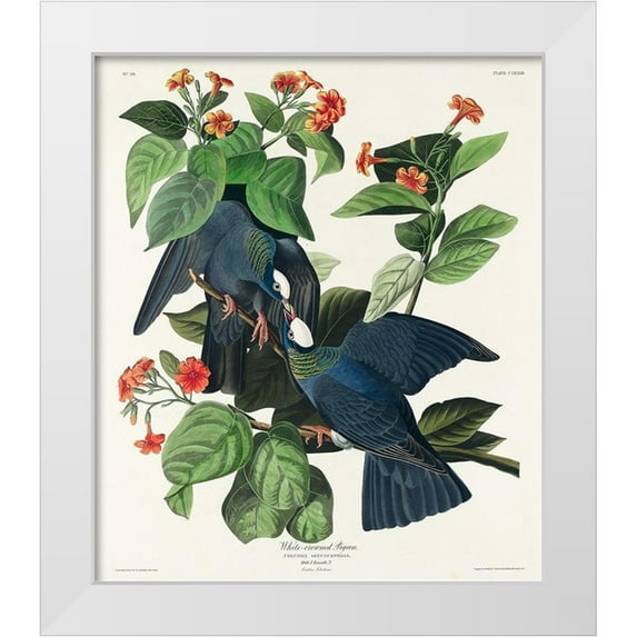 Audubon, John James 12x13 White Modern Wood Framed Museum Art Print Titled - White-crowned Pigeon