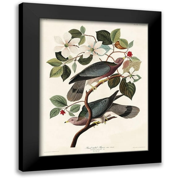 Audubon, John James 12x14 Black Modern Framed Museum Art Print Titled - Band-tailed Pigeon