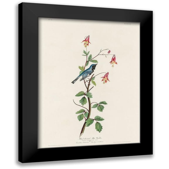 Audubon, John James 12x14 Black Modern Framed Museum Art Print Titled - Black-throated Blue Warbler