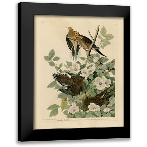 Audubon, John James 12x14 Black Modern Framed Museum Art Print Titled - Carolina Turtle Dove