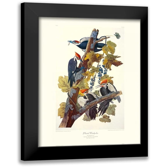 Audubon, John James 12x14 Black Modern Framed Museum Art Print Titled - Pileated Woodpecker (decorative border)