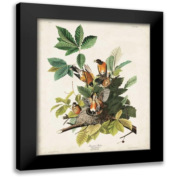 Audubon, John James 12x14 Black Modern Framed Museum Art Print Titled - Pl 131 American Robin