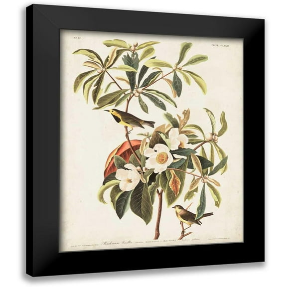 Audubon, John James 12x14 Black Modern Framed Museum Art Print Titled - Pl 185 Bachmans Warbler