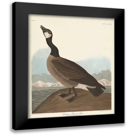 Audubon, John James 12x14 Black Modern Framed Museum Art Print Titled - Pl 277 Hutchinss Barnacle Goose