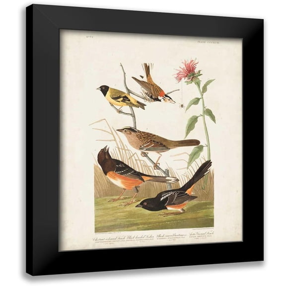 Audubon, John James 12x14 Black Modern Framed Museum Art Print Titled - Pl 394 Chestnut Coloured Finch