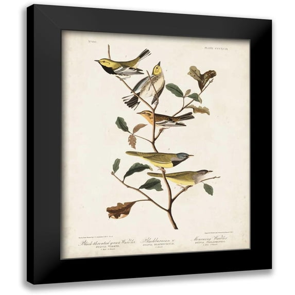 Audubon, John James 12x14 Black Modern Framed Museum Art Print Titled - Pl 399 Black-throated Green Warbler