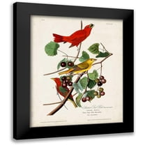 Audubon, John James 12x14 Black Modern Framed Museum Art Print Titled - Pl 44 Summer Red Bird