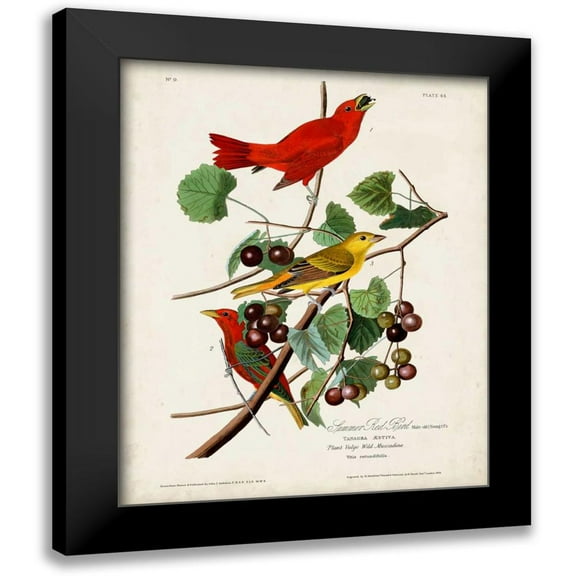 Audubon, John James 12x14 Black Modern Framed Museum Art Print Titled - Pl 44 Summer Red Bird