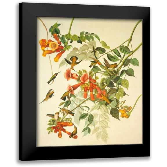 Audubon, John James 12x14 Black Modern Framed Museum Art Print Titled - Ruby-Throated Hummingbird