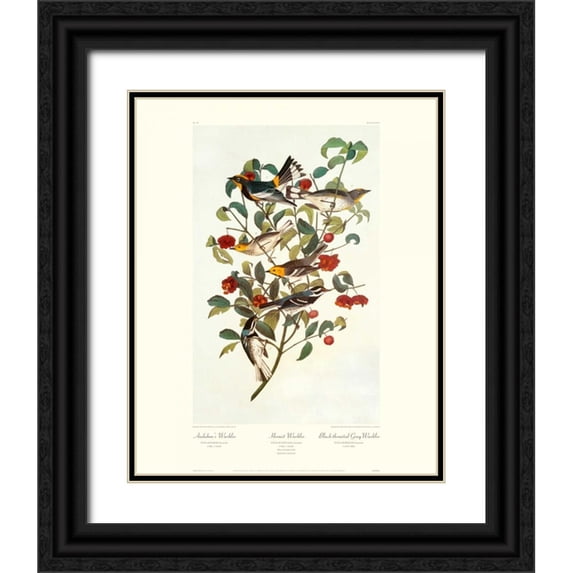 Audubon, John James 12x14 Black Ornate Wood Framed with Double Matting Museum Art Print Titled - Audubons Warbler (decorative border)