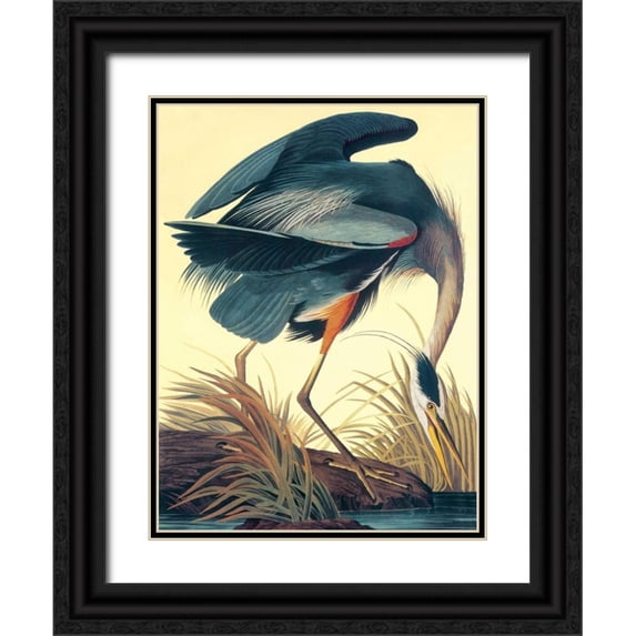 Audubon, John James 12x14 Black Ornate Wood Framed with Double Matting Museum Art Print Titled - Great Blue Heron