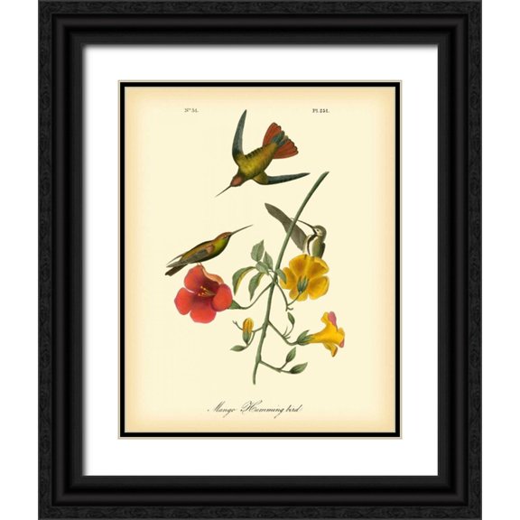 Audubon, John James 12x14 Black Ornate Wood Framed with Double Matting Museum Art Print Titled - Mango Hummingbird