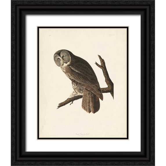 Audubon, John James 12x14 Black Ornate Wood Framed with Double Matting Museum Art Print Titled - Pl 351 Great Cinereous Owl