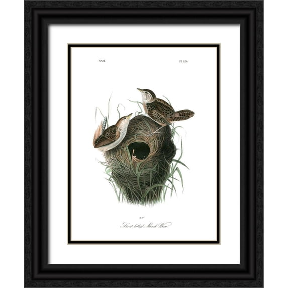 Audubon, John James 12x14 Black Ornate Wood Framed with Double Matting Museum Art Print Titled - Short-billed Marsh Wren