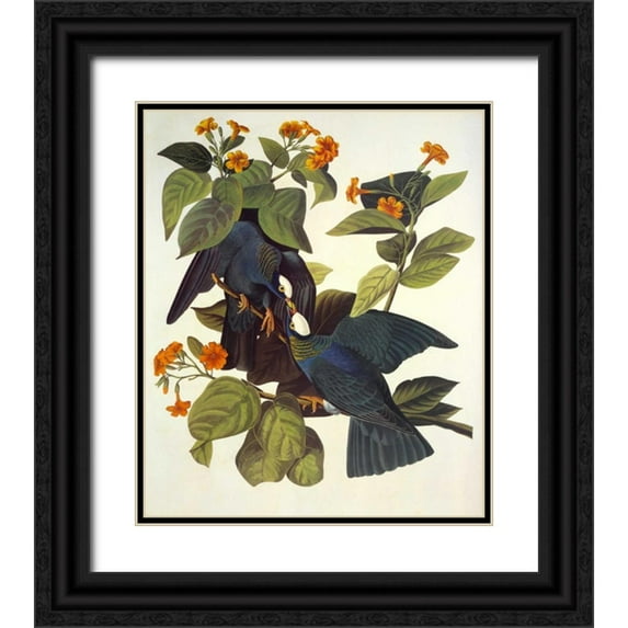 Audubon, John James 12x14 Black Ornate Wood Framed with Double Matting Museum Art Print Titled - White-Crowned Pigeon