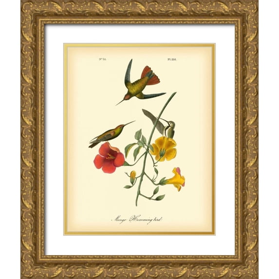 Audubon, John James 12x14 Gold Ornate Wood Framed with Double Matting Museum Art Print Titled - Mango Hummingbird