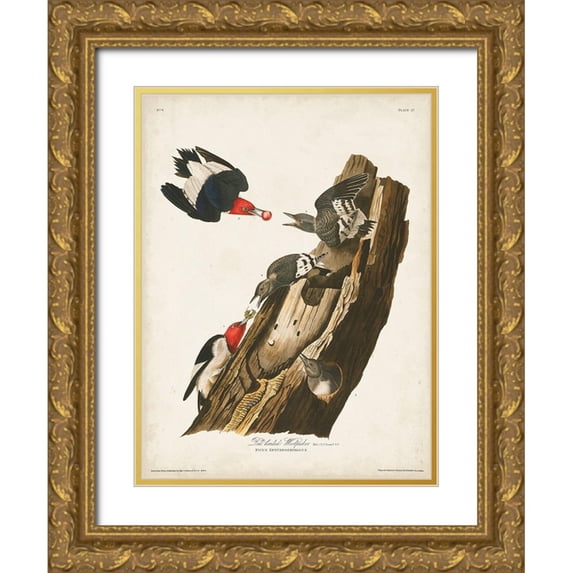 Audubon, John James 12x14 Gold Ornate Wood Framed with Double Matting Museum Art Print Titled - Pl. 27 Red-headed Woodpecker