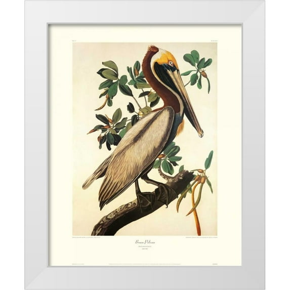 Audubon, John James 12x14 White Modern Wood Framed Museum Art Print Titled - Brown Pelican (decorative border)