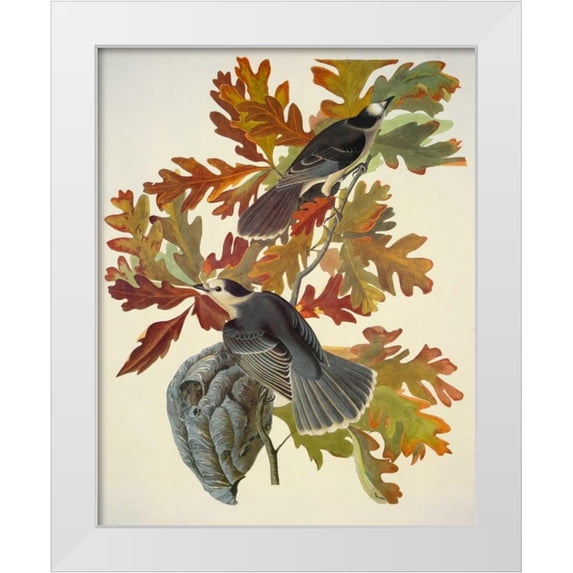 Audubon, John James 12x14 White Modern Wood Framed Museum Art Print Titled - Canada Jay
