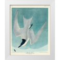 thumbnail image 1 of Audubon, John James 12x14 White Modern Wood Framed Museum Art Print Titled - Marsh Tern, 1 of 4