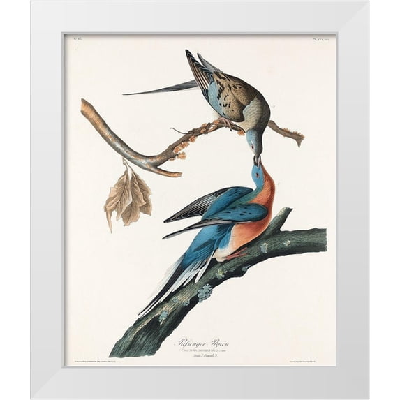Audubon, John James 12x14 White Modern Wood Framed Museum Art Print Titled - Passenger Pigeon
