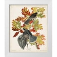 thumbnail image 1 of Audubon, John James 12x14 White Modern Wood Framed Museum Art Print Titled - Pl 107 Canada Jay, 1 of 4