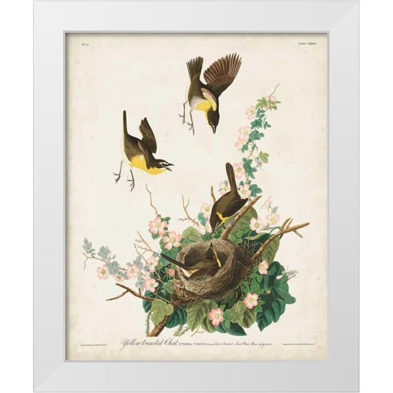 Audubon, John James 12x14 White Modern Wood Framed Museum Art Print Titled - Pl 137 Yellow-breasted Chat