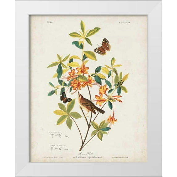 Audubon, John James 12x14 White Modern Wood Framed Museum Art Print Titled - Pl 198 Swainsons Warbler