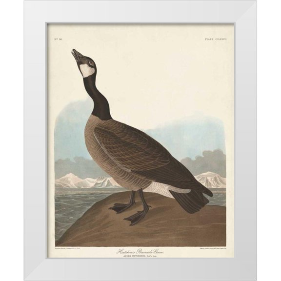 Audubon, John James 12x14 White Modern Wood Framed Museum Art Print Titled - Pl 277 Hutchinss Barnacle Goose