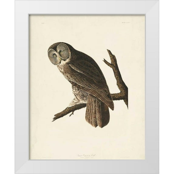 Audubon, John James 12x14 White Modern Wood Framed Museum Art Print Titled - Pl 351 Great Cinereous Owl
