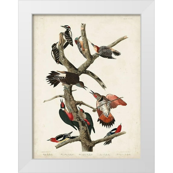 Audubon, John James 12x14 White Modern Wood Framed Museum Art Print Titled - Pl. 416 Hairy Woodpecker