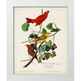 thumbnail image 1 of Audubon, John James 12x14 White Modern Wood Framed Museum Art Print Titled - Pl 44 Summer Red Bird, 1 of 4
