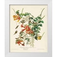 thumbnail image 1 of Audubon, John James 12x14 White Modern Wood Framed Museum Art Print Titled - Pl 47 Ruby-throated Hummingbird, 1 of 4