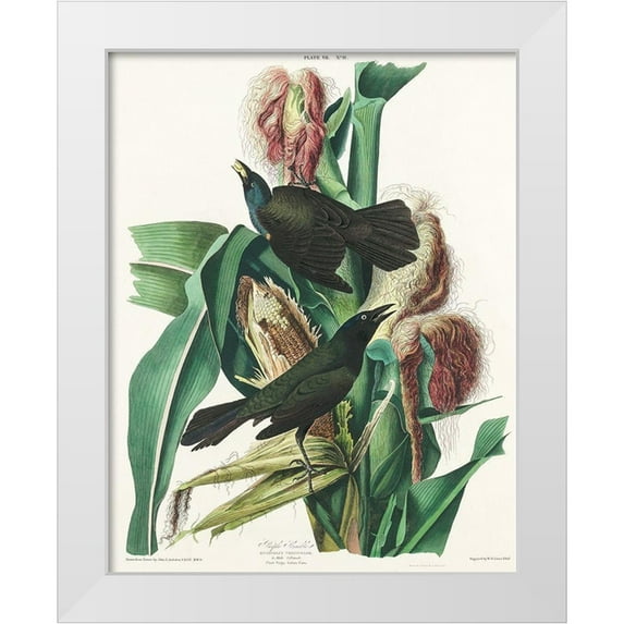 Audubon, John James 12x14 White Modern Wood Framed Museum Art Print Titled - Purple Grakle or Common Crow Blackbird