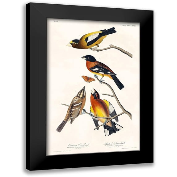 Audubon, John James 13x18 Black Modern Framed Museum Art Print Titled - Evening Grosbeak and Spotted Grosbeak
