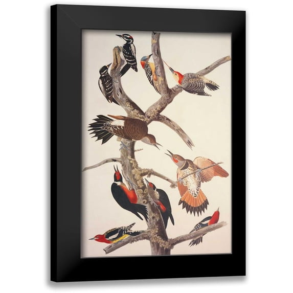 Audubon, John James 13x18 Black Modern Framed Museum Art Print Titled - Hairy Woodpecker