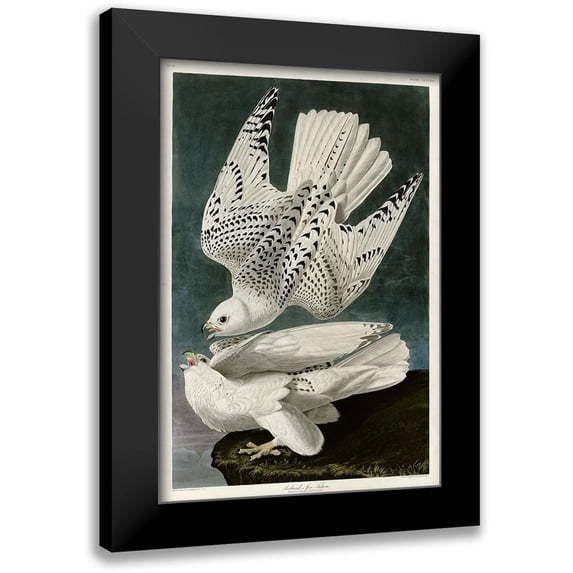 Audubon, John James 13x18 Black Modern Framed Museum Art Print Titled - Iceland Falcon