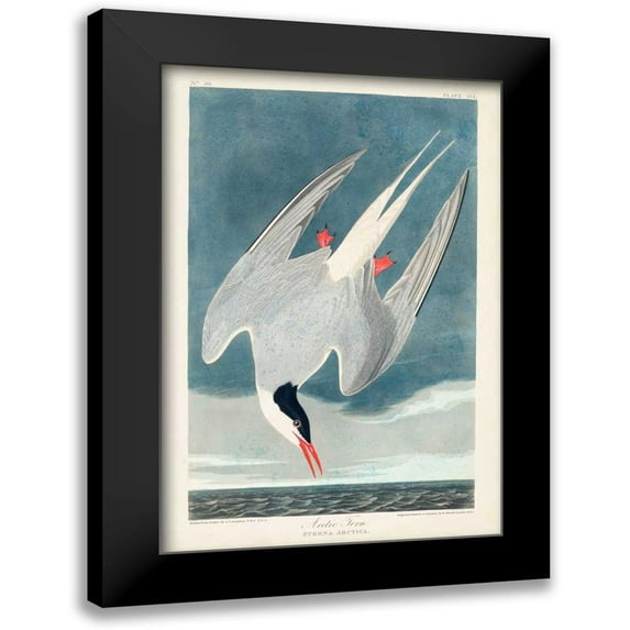 Audubon, John James 13x18 Black Modern Framed Museum Art Print Titled - Pl 250 Artic Tern