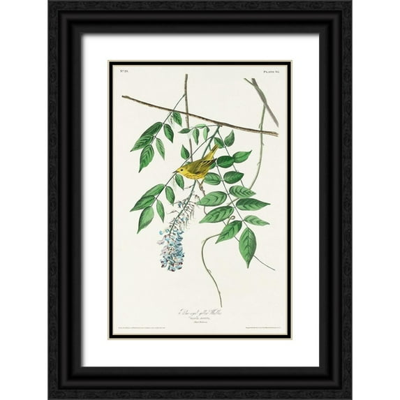Audubon, John James 13x18 Black Ornate Wood Framed with Double Matting Museum Art Print Titled - Blue-eyed yellow Warbler