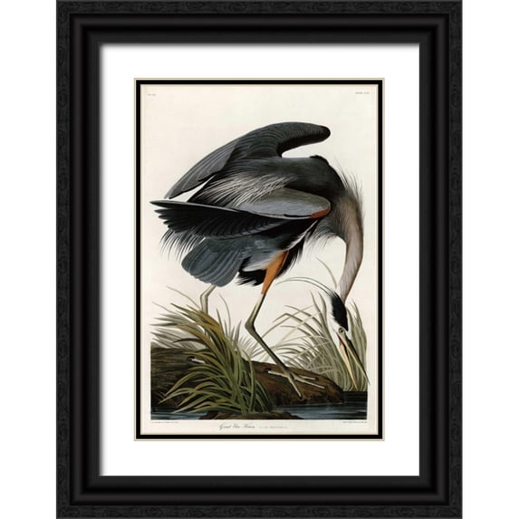 Audubon, John James 13x18 Black Ornate Wood Framed with Double Matting Museum Art Print Titled - Great Blue Heron