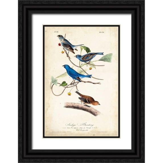 Audubon, John James 13x18 Black Ornate Wood Framed with Double Matting Museum Art Print Titled - Indigo Bunting