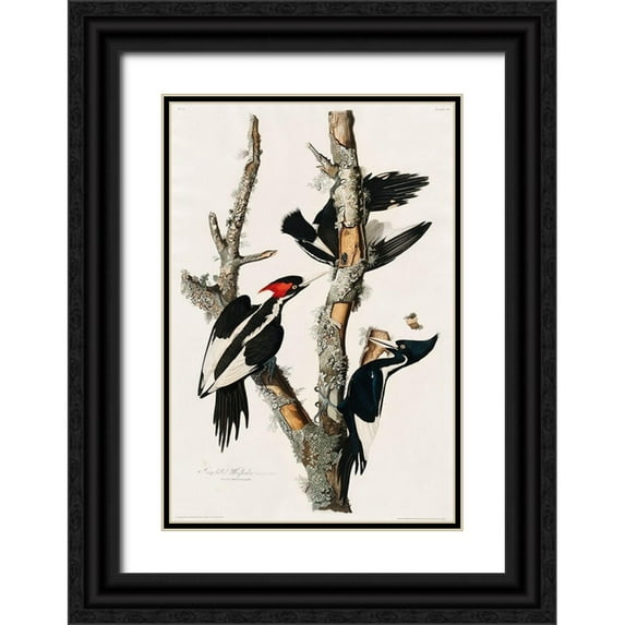 Audubon, John James 13x18 Black Ornate Wood Framed with Double Matting Museum Art Print Titled - Ivory-billed Woodpecker