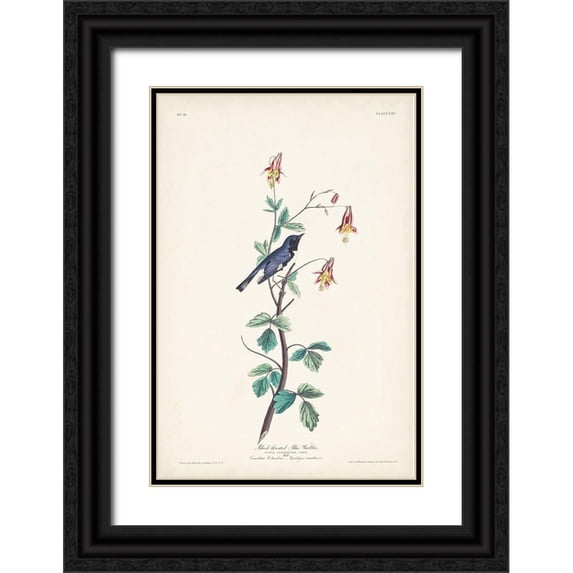 Audubon, John James 13x18 Black Ornate Wood Framed with Double Matting Museum Art Print Titled - Pl. 155 Black-throated Blue Warbler