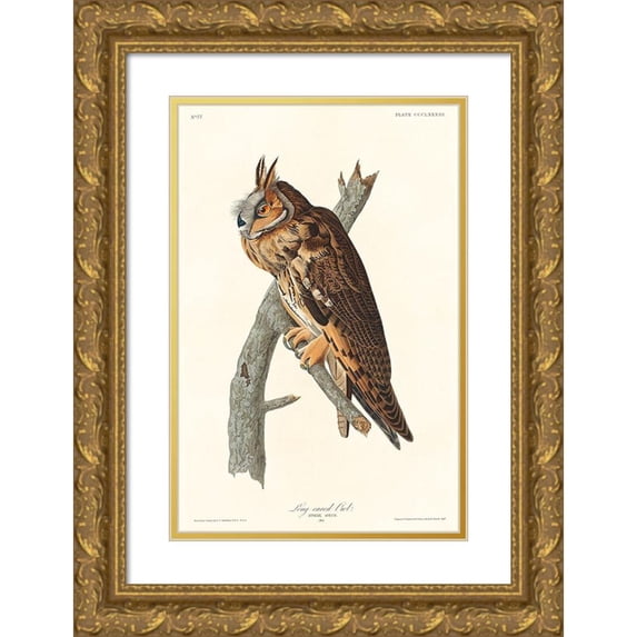 Audubon, John James 13x18 Gold Ornate Wood Framed with Double Matting Museum Art Print Titled - Long-eared Owl