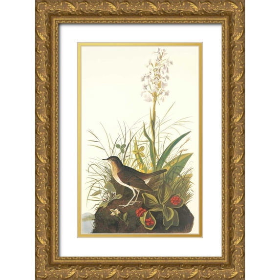 Audubon, John James 13x18 Gold Ornate Wood Framed with Double Matting Museum Art Print Titled - Tawny Thrush