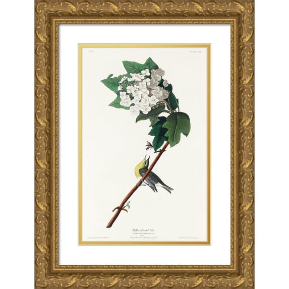 Audubon, John James 13x18 Gold Ornate Wood Framed with Double Matting Museum Art Print Titled - Yellow-throated Vireo