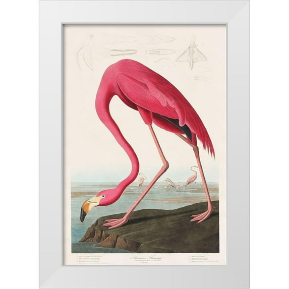Audubon, John James 13x18 White Modern Wood Framed Museum Art Print Titled - Pink Flamingo